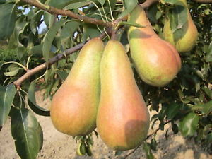 ΑΧΛΑΔΙ "ΑΜΠΑΤΕ ΦΕΤΕΛ"